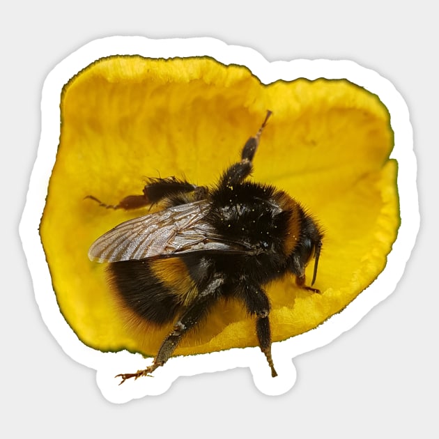 Bumble Bee on Yellow Petal Sticker by RFMDesigns